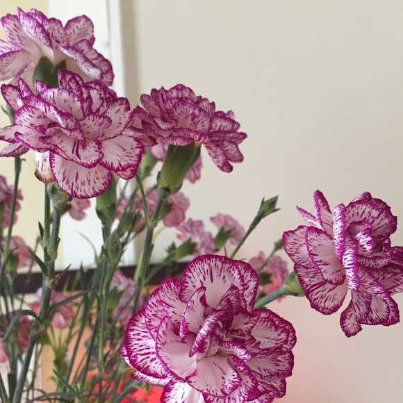 Meet your Posher, Betty - Picture 1 of 1